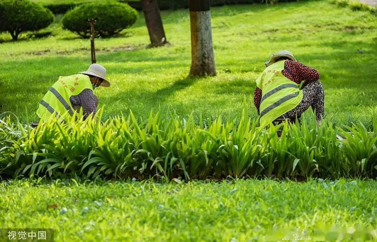 绿化工程求购扦插苗圃合法吗