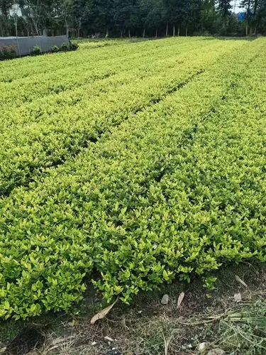江边滩涂绿化工程